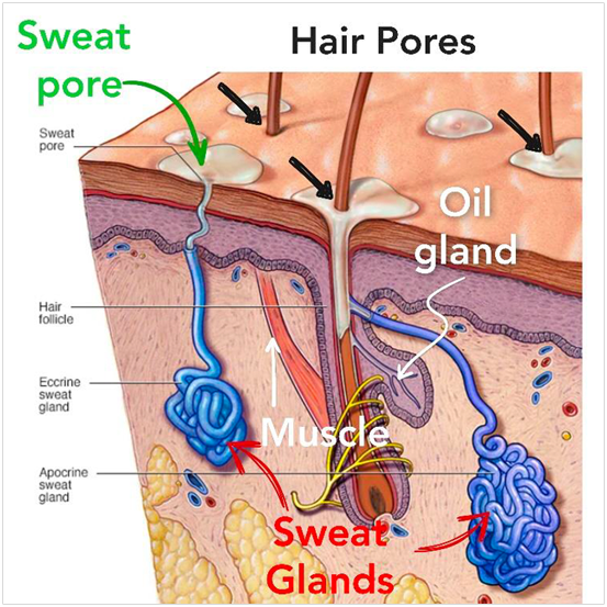 diagram explaining hair pores